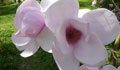 Magnoliacées